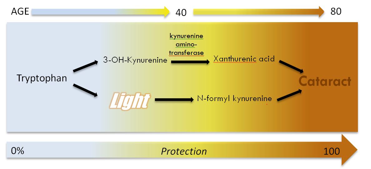 Tryptophan chart